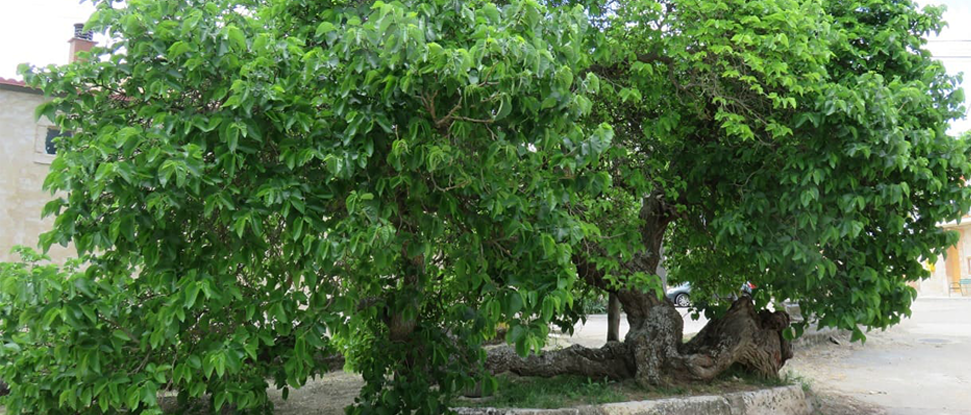 La Sequera de Haza anima a votar por el Moral de las Tormentas como Árbol Español 2022 La Sequera de Haza anima a votar por el Moral de las Tormentas como Árbol Español 2022